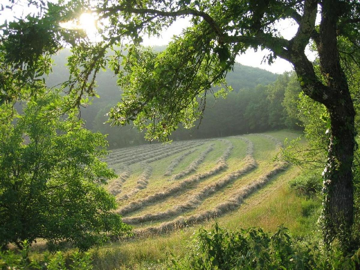 Domaine De Cantegrel - Gites De Charme Et Suite Troglodyte En Perigord فيتراك المظهر الخارجي الصورة
